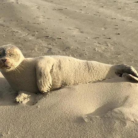 Nordseekrabbe 아파트